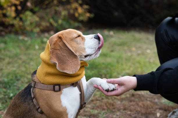 istock Woman and dog tender hugs 2035161863