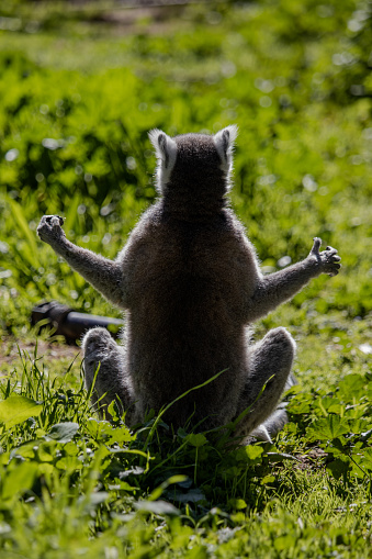 Ringtail lemur basking in the sun