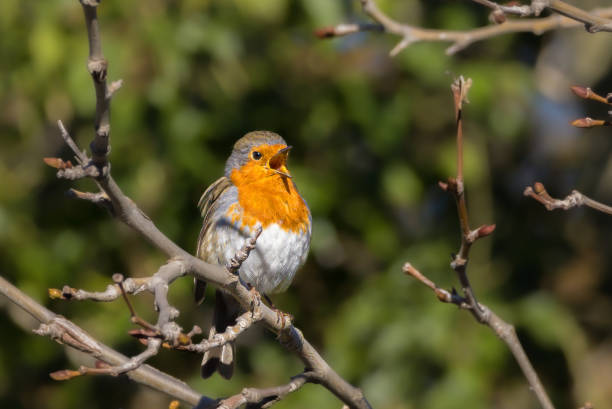 Portrait of a singing European robin, the national bird of the United Kingdom.