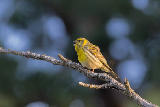 istock European Serin perched on a tree branch in the morning light 2035177173