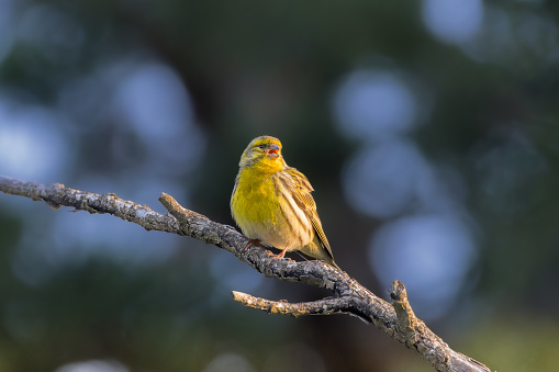 The Serin cini is the smallest of the European finches. It has a large head with a thick beak, a fairly compact body and a rather short tail.