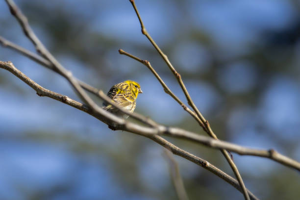 istock Eurasian Siskin perched on a tree branch in the morning light 2035178777