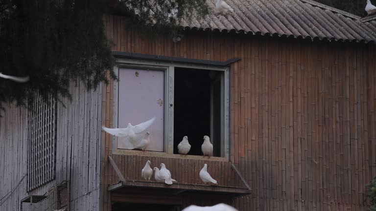 pigeon flying to nest house