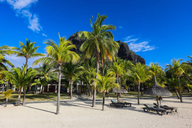Port Louis, Mauritius - January 12, 2023: A sandy beach with palm trees and a majestic mountain towering in the background on the beautiful island of Mauritius.