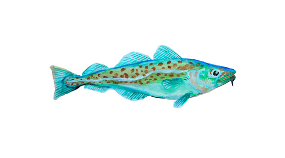 Watercolor painting codfish. Cod atlantic,  illustration with details and optimized specks to be used in packaging design, decoration, educational graphics, etc.