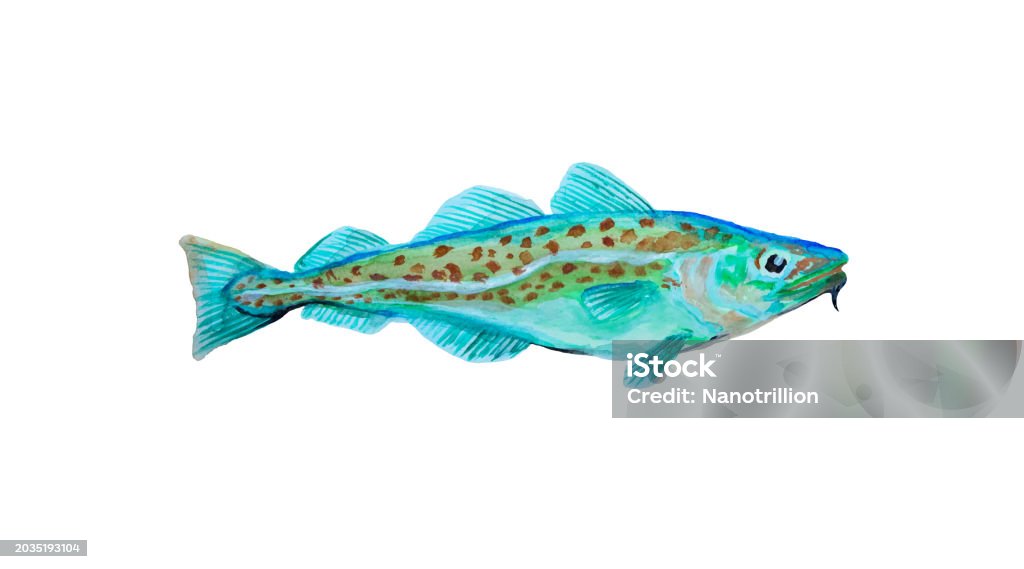 Watercolour Cod Watercolor Painting Codfish Cod Atlantic Illustration With Details And ...