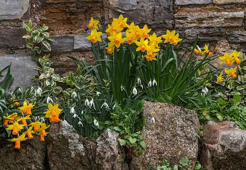 Bed of daffodils and snowdrops with ivy