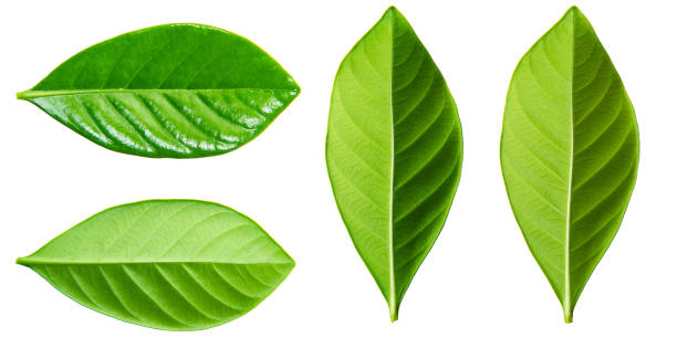 istock Set of green leaves 2035203230