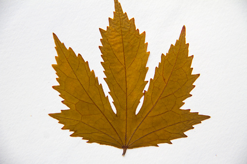 Maple leaf element for autumn.