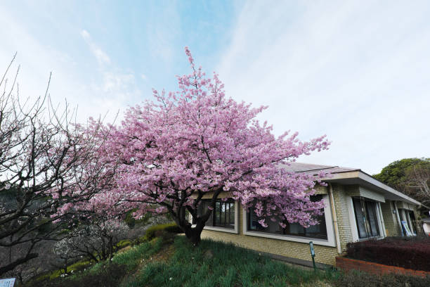 Early spring at Yoshino Park, where cherry blossoms bloom