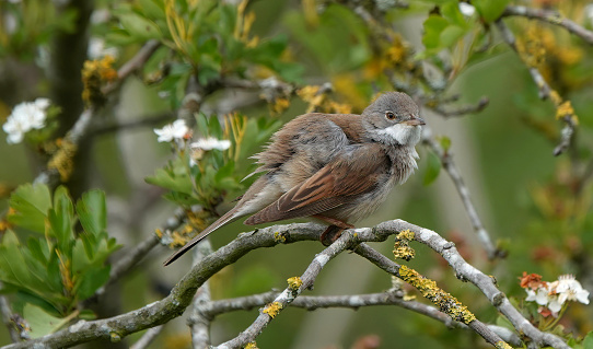 A common whitethroat perching in the branches.