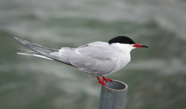 istock A common tern, sterna hirundo, perching on a metal pole above a lake. 2035225414