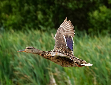 A female mallard duck in flight.