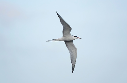 A common tern in flight.