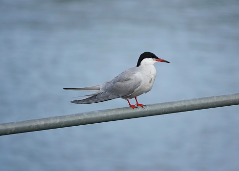 A common tern perching on a railing in the wild.