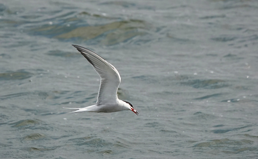 A common tern holding a fish in its beak.