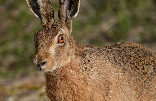 A brown hare in closeup.