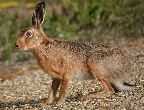 A closeup of a brown hare in the wild.