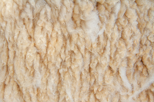 White soft wool background, Sheep wool background.