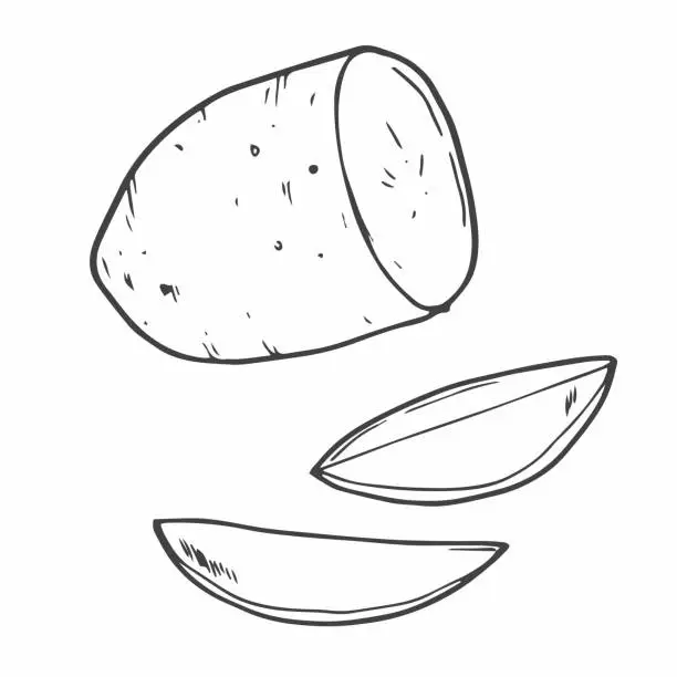 Vector illustration of Doodle potato slices in vector sketch