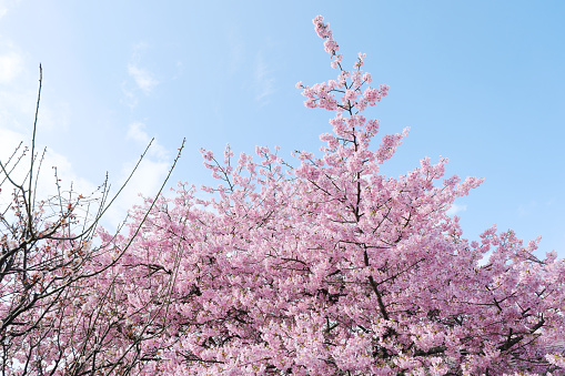 Kawazu cherry blossoms and scenery on a sunny day