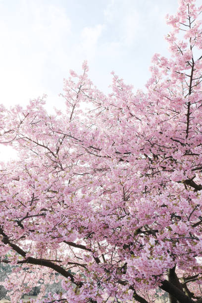 istock Beautiful deep pink Kawazu cherry blossoms 2035246707