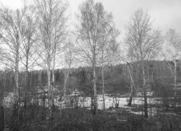 birch forest in the spring, black and white photo.