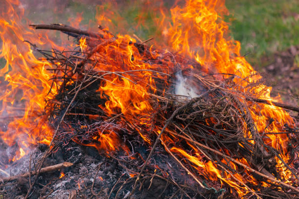 istock Burning firewood in a campfire, close-up 2035261604