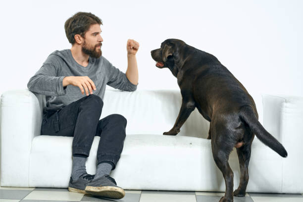 istock man with a black dog on a white sofa on a light background close-up cropped view pet human friend emotions fun 2035262140