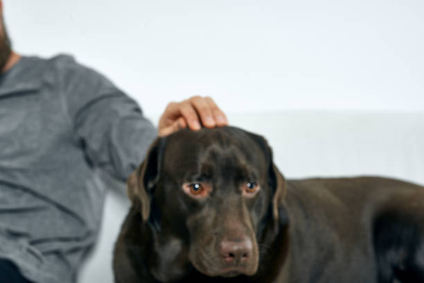man at home on the couch with his dog resting friendship training. High quality photo