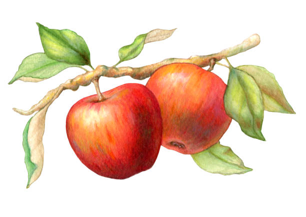 Colorful red apples dangling from a leafy branch. Traditional illustration on paper, my own artwork.
