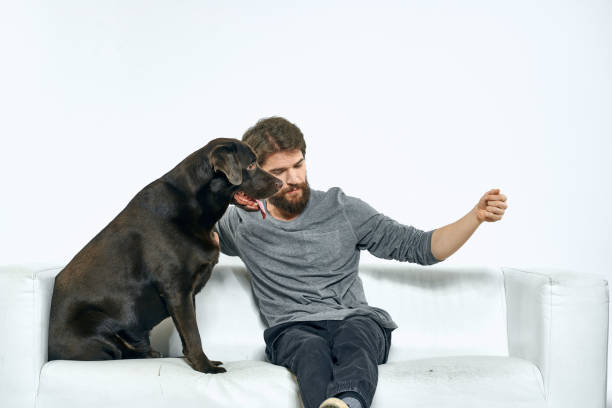 istock man with a black dog on a white sofa on a light background close-up cropped view pet human friend emotions fun 2035283501
