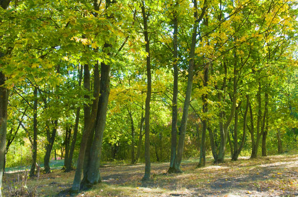 istock Autumn forest with yellow leaves and blue sky. 2035291945