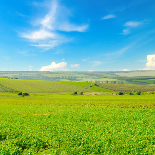 un campo con erba medica verde e cielo azzurro. - clover field blue crop foto e immagini stock