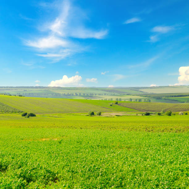 поле с зеленой люцерной и голубым небом. - clover field blue crop стоковые фото и изображения