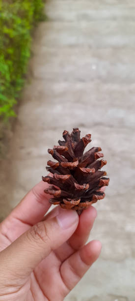 istock Pine cones on hand in the forest background 2035318388