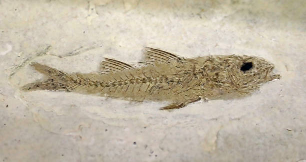 istock ancient fossil fish on the stone and you can also see the bones 2035330094