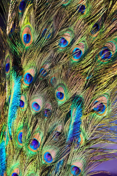 background of colorful peacock feathers symbol of vanity background of many colorful peacock feathers symbol of vanity barb feather part stock pictures, royalty-free photos & images
