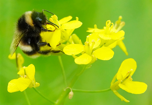 A bumblebee on a yellow flower in a garden.