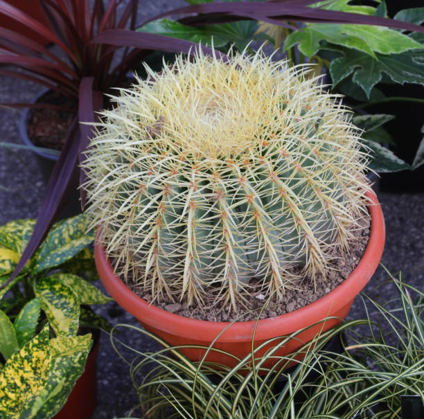 istock cactus also known as a mother-in-law s cushion or echinocactus in a pot 2035345666