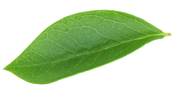 istock Blueberry leaves isolated on white 2035346770