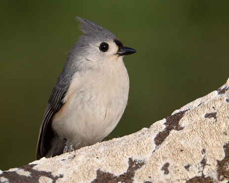 A tufted titmouse perched on a wild cherry branch.