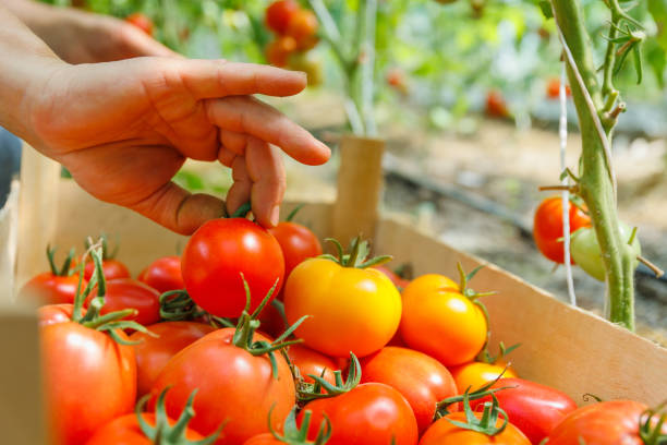 istock a woman hands picks ripe tomatoes from a branch putting in box. 2035352282