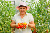 smiling mature woman holding tomatoes and looking at camera in a greenhouse garden