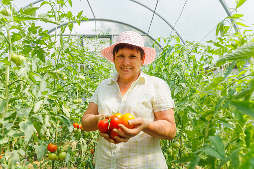 Successful mature female farmer showing crop of tomatoes in greenhouse. woman holding of organic tomatoes. Female horticulturist showing crop of tomatoes