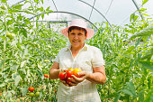 Successful mature female farmer showing crop of tomatoes in greenhouse.