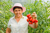 satisfied aged female farmer looking at camera showing crop of tomatoes in greenhouse.