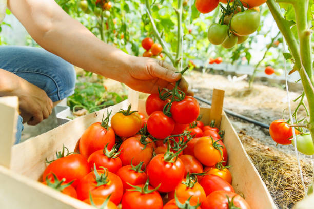 istock woman's hands harvesting fresh organic tomatoes putting in box, 2035352306