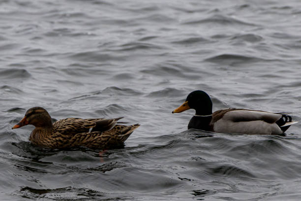 istock mallards in the water 2035352558