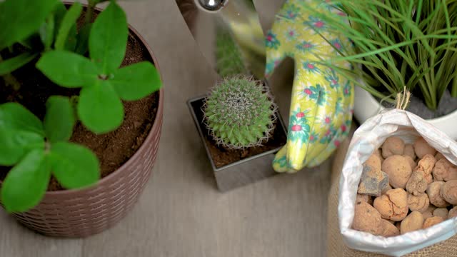 Girl is planting cactus in flower pot gently levels soil with garden trowel close up. Home gardener takes care of indoor plants